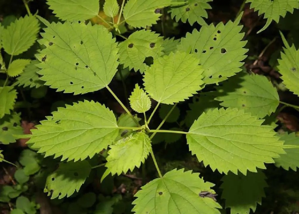 /uploads/ueditor/20250120